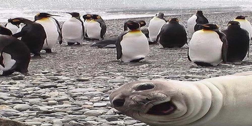 Seals and penguins are good friends