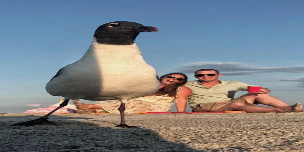 beach even birds bask in the sunlight